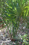 Cabbage palmetto